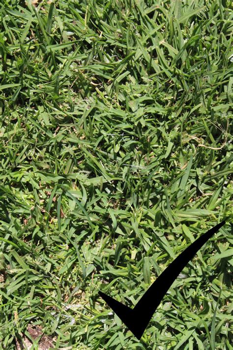 While sir walter can tolerate drought conditions its recovery time is longer, and it does not bounce back as well as prestige. Blog - Adelaide Chicken Sitting Service