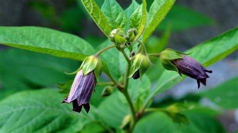 We did not find results for: Deadly Nightshade (Atropa belladonna) - Woodland Trust