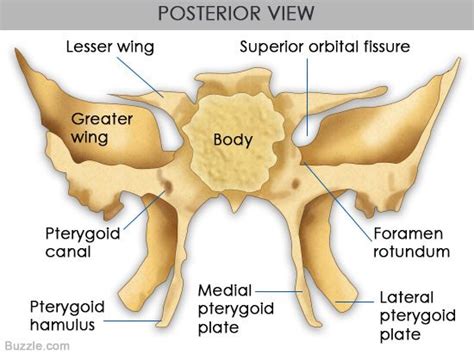 Sphenoid Bone Posterior View Sphenoid Bone Medical Anatomy