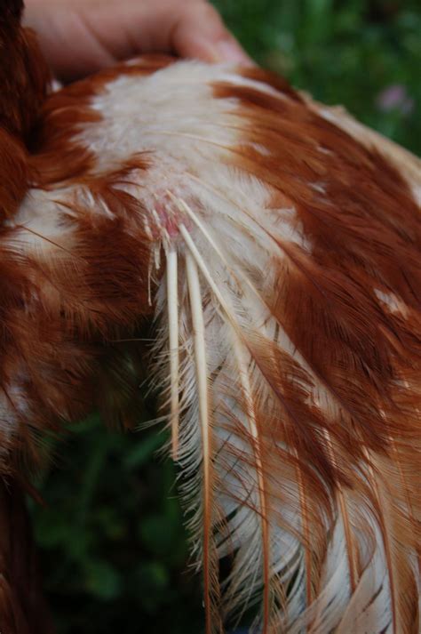 Patchy Feathers Lice Mites Molting Backyard Chickens Learn How