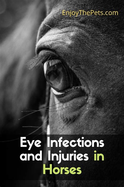 Eye Infections And Injuries In Horses Enjoy The Pets
