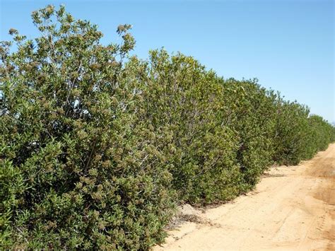 Lawn and garden sprinklers provide a gentle shower to mature lawns, delicate flowers, vegetable seedlings, trees,. Need privacy from new neighbors? Try this shrub | Home ...