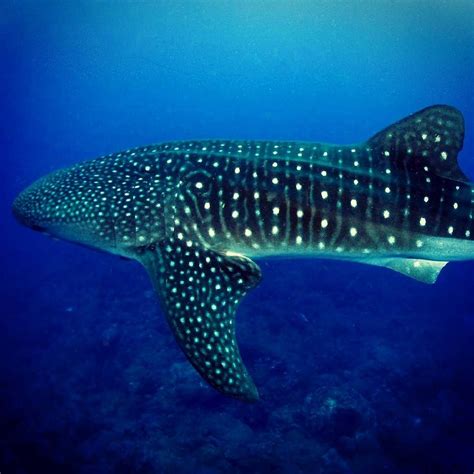 The Spots And Stripes On A Whale Shark Are For Camouflage By