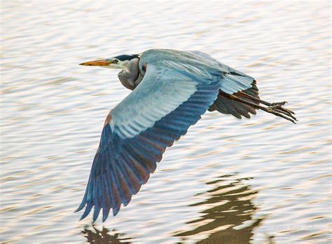 Great Blue Heron Taking Flight Photograph By Brian Tada Fine Art America