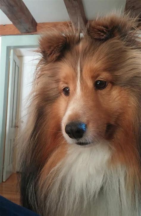 1000 Images About Sheltie Love