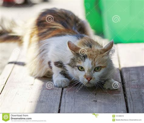 Strip Cat Prowling Stock Photos Free And Royalty Free Stock Photos From