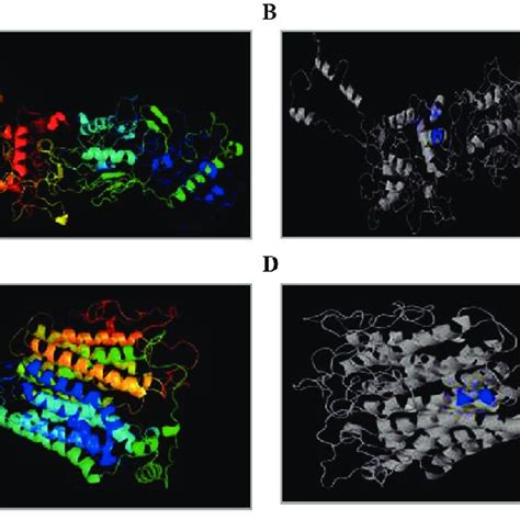 Visualization Of 3d Models Of Protein A Pymol Image Of Ribbon