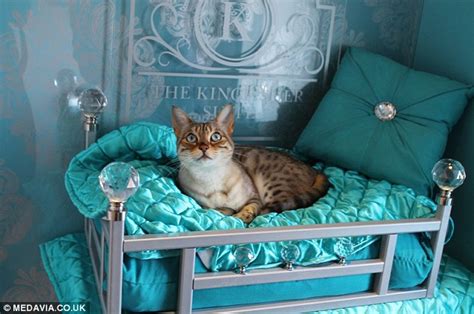 Inside The Ings Luxury Cat Hotel Costing Owners Up To £60 A Night Daily Mail Online