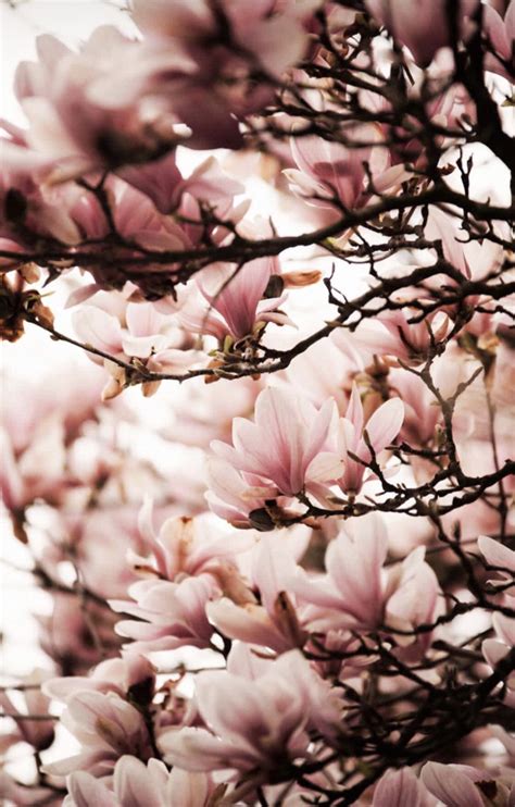 Crédit Claire Minuit Magnolia Flowers Fleurs Magnolia