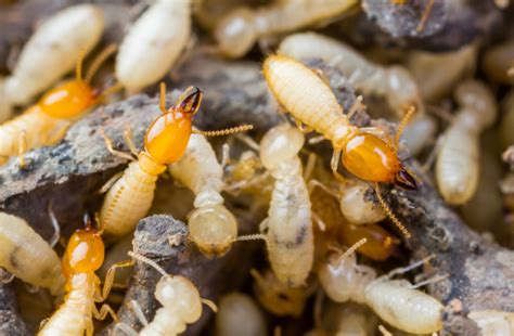 East Texas Termites Pest Control The Bugs End
