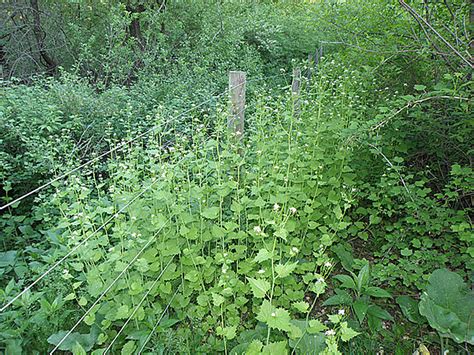 First published in the seed savers exchange spring 2012 edition of the heritage farm companion. Minnesota Doesn't Want Garlic Mustard In Your Yard