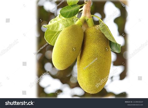 National Fruits Bangladesh Jackfruits Stock Photo 2139430107 Shutterstock