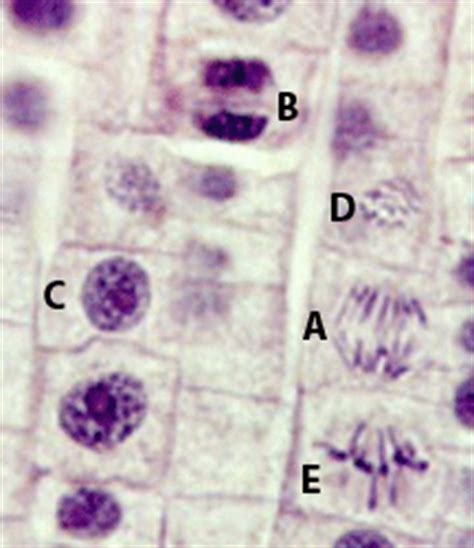 Check spelling or type a new query. Quia - AP Chapter 12 - Cell Division plus Cancer - (detailed)