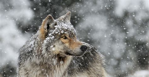 Best 50 Wolf In Snow Pictures Wallpaper Quotes