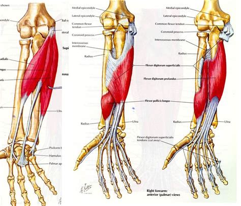 Upper Arm Muscles Names Easy Notes On 【muscles Of The Upper Arm】learn