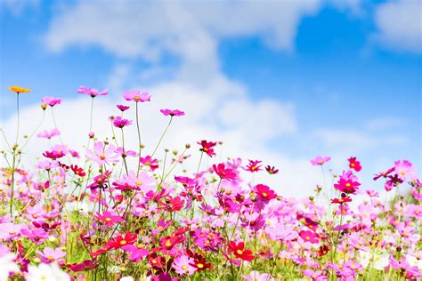 Colorful Pink Flowers Cosmos In The Garden On Fresh Bright Blue Sky