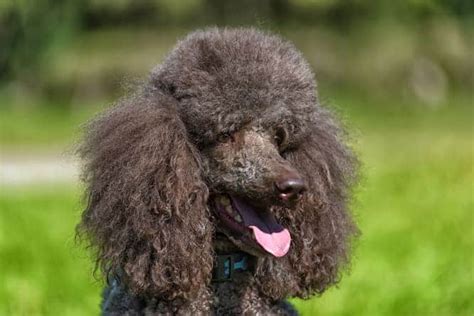 The Poodle Temperament The Top 6 Things You Absolutely Got To Know