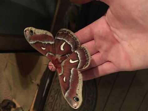This Massive Moth From Sierra Nevadas California Was Found On My Porch