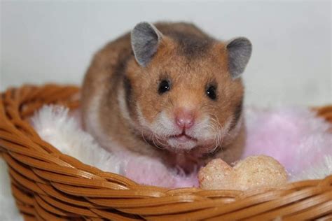 Rex Hamster Genetics