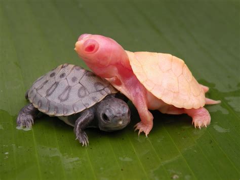 Albino Turtles