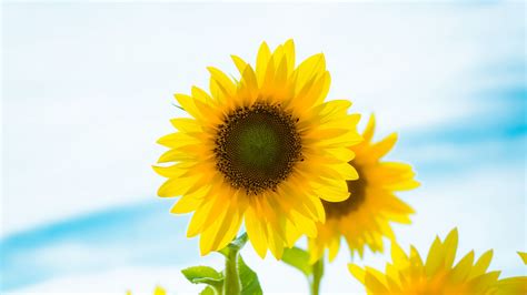 Download Wallpaper 2560x1440 Sunflower Flowers Petals Yellow Field