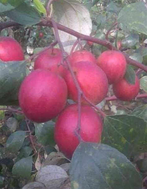 Well Watered Kashmiri Red Apple Ber Plant For Fruits At Rs 65piece In Hardoi