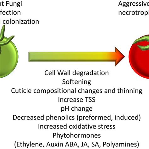 Changes In The Fruit That Occur During Ripening And Senescence That