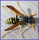 Photos of European Paper Wasp