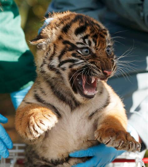 A Sumatran Tiger Cub Has A Routine Health Check In Its Enclosure At