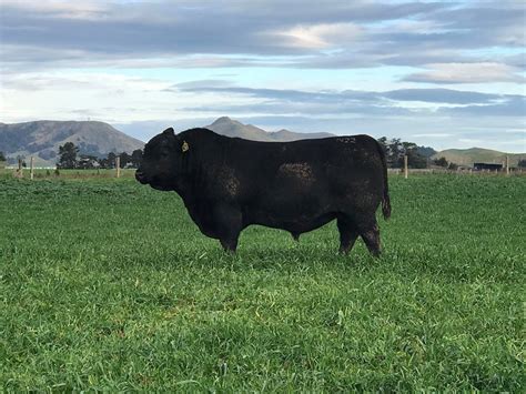 Marlborough Farmer Takes Record Price For Angus Bull Blog Nz