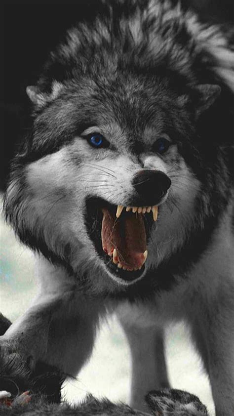 Angry Wolves Wallpaper Wallpaper Wolves Angry Animals Painting Art