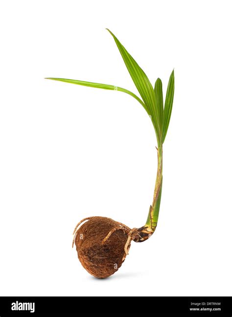 Sprout Of Coconut Tree Sapling Of Coconut Isolated On White Background