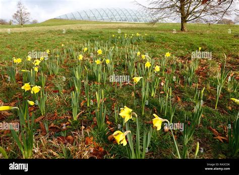 Daffodils In Full Bloom At The National Botanic Garden Of Wales On New