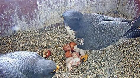 Watch Peregrine Falcons Hatching In Wps Nest Box