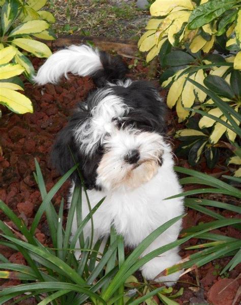 Havapoo puppies for sale in florida. Jangle Havanese - Havanese Puppies Florida