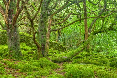 Filelush Forest Scenery In Killarney Park Ireland Wikimedia Commons