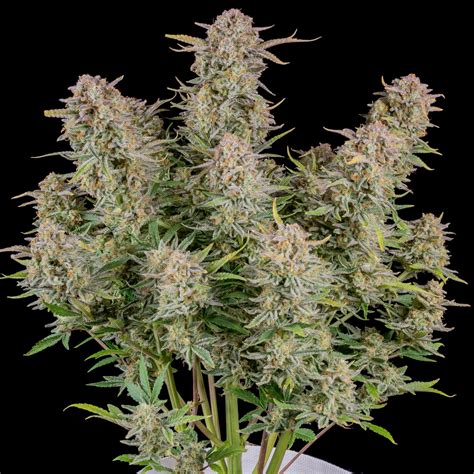 Bruce Banner Auto Fast Buds Fast Buds Autoflowering Seeds
