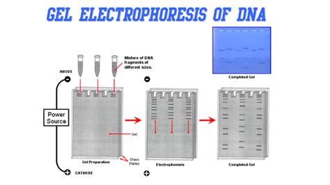 Gel Electrophoresis Gel Electrophoresis Dna Profiling