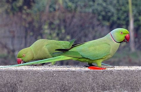 images gratuites oiseau perruche perroquet vertébré le bec perroquet commun vert faune