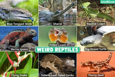 Weird Reptiles – List Of The Weirdest Reptiles, Pictures & Interesting