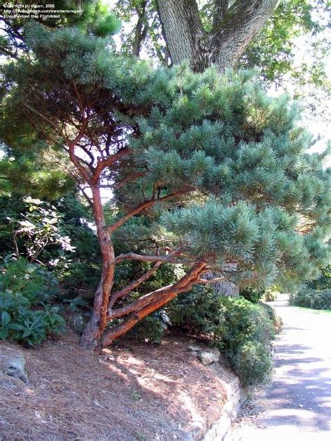 Ornamental Pines 35 Yard Landscaping Ideas To Beautify Outdoor Spaces