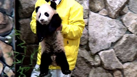 Panda Baby パンダ 熊猫 Youtube