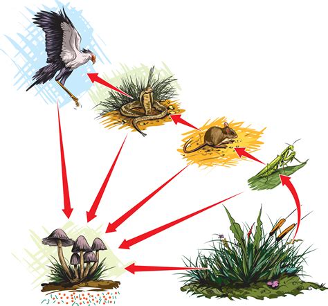 Food Chain - KidsPressMagazine.com