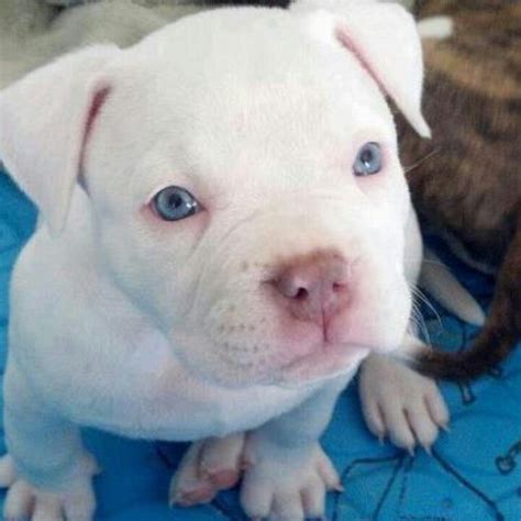Pin By Nicole Meyer On Dogs White Pitbull Puppies Puppies With Blue