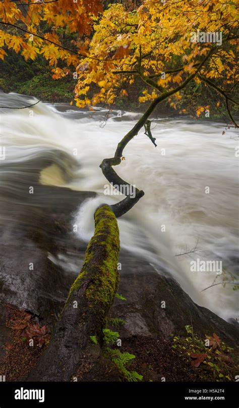 Waterfall And Autumn Trees On Millstone River Nanaimo British Columbia