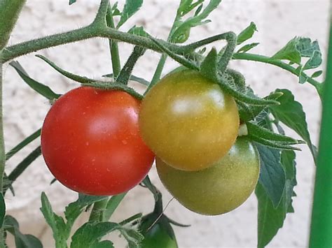 Heirloom Tomato Varieties Gardenisto