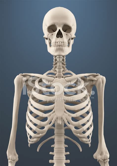 Close Up Skeleton Stock Photo Royalty Free Freeimages