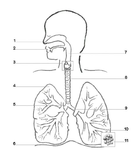 Respiratory Labeling Diagram Diagram Quizlet