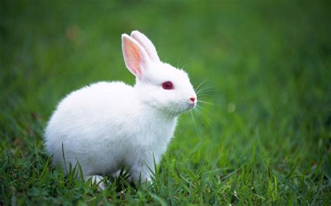 Wallpaper Id 676776 Cute Adorable White Bunny Hairy Cute Bunny Grass Rabbits 720p