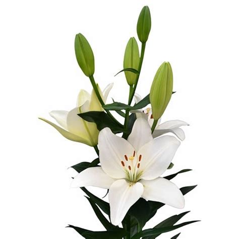 LILY LA SCANSANO 85cm 4 Wholesale Dutch Flowers Florist Supplies UK